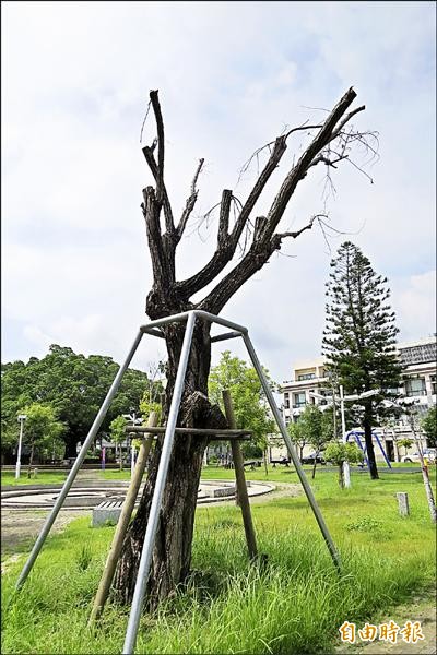 長安里社區公園內的水柳老樹，移植後不堪酷暑，全株已乾枯。（記者蔡文居攝）