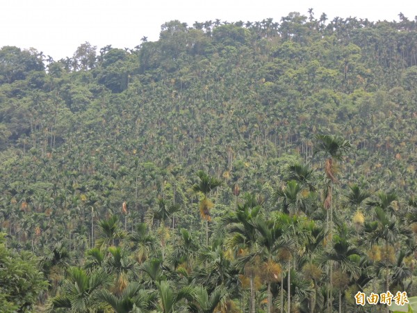 國內多處山坡地栽種檳榔，影響水土保持功能，農委會今年起補助檳榔樹轉作油茶樹。（記者黃淑莉攝）