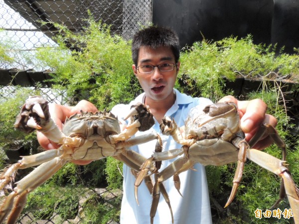 台中市大閘蟹養殖協會理事長黃喜慶表示，因養殖數量較少及氣候穩定，今年本土大閘蟹平均較去年大隻。（記者歐素美攝）