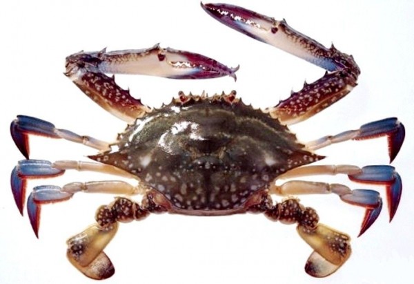 中國秋天的特產梭子蟹，傳出有不肖店家在斷肢活蟹上裝上死掉螃蟹的蟹肢，以提升賣相。（取自中國水產網）