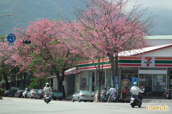 台東台9線崎仔頭路段美人樹盛開，繽紛花色令人眼花撩亂。（記者陳賢義攝）