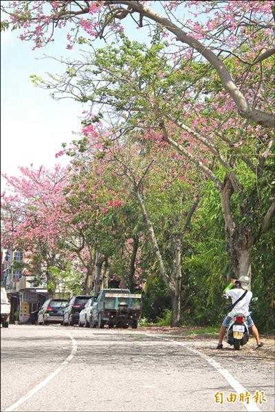 台九線台東崎仔頭路段美人樹花朵繽紛綻放，途經機車騎士忍不住拿起手機拍照留影。（記者陳賢義攝）