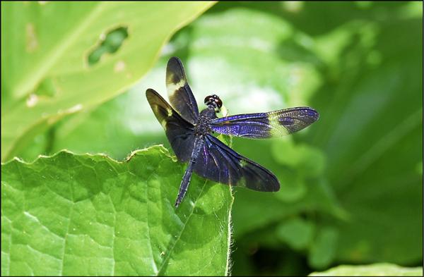 「藍黑蜻蜓」獨特的藍黑翅膀及體色，相當吸睛。（台北市大地處提供）