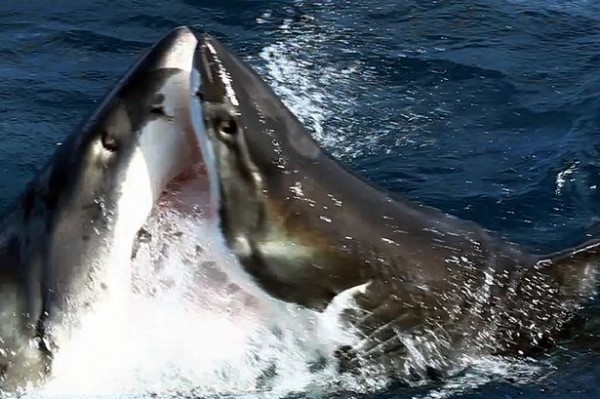 澳洲南部海域就有兩條大白鯊，在海中為了搶食互咬，一時之間血花四濺。（圖擷取自鏡報）