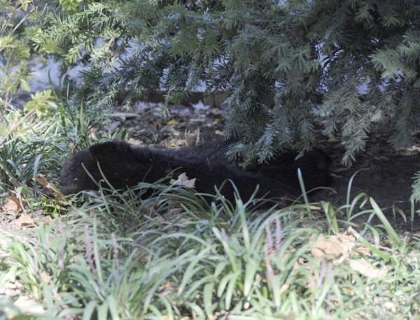 美國紐約市中央公園日前出現一隻小熊屍體，警方研判，小熊並非自然死亡，但真正死因仍待調查。（圖擷取自《紐約每日新聞》）
