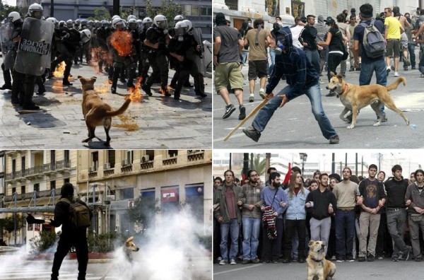 「香腸」不僅衝鋒陷陣，甚至還會叼走催淚彈，讓牠得到「示威狗」的封號。（照片擷自獨立報）