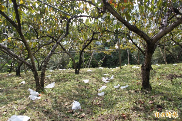 因氣候持續異常，南庄鄉甜柿今年產量大跌，不少果園內可見不少落果及果損後棄置的紙袋。（記者鄭鴻達攝）