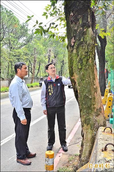 中壢市龍岡路道路拓寬施工在即，將進行樹木移植作業，縣議員梁為超（右）憂心只是砍樹。（記者周敏鴻攝）