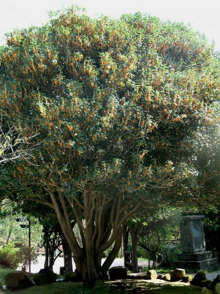 陽明公園蘭亭旁樹齡超過60年的「阿嬤級」丹桂盛開，成為上山遊客拍照的觀景重點。（圖由台北市公園處提供）