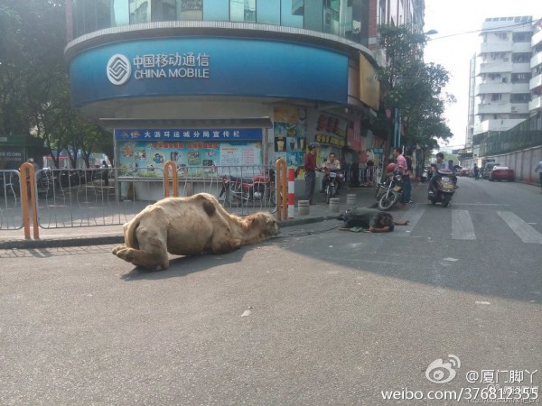 中國傳出多地區出現乞丐牽著遭截肢駱駝行乞照片，當地有民眾指出，這些人2、3小時就能賺進新台幣約1400元。（擷自微博）