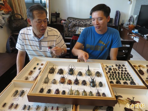 甲蟲達人謝志禎收藏上千隻甲蟲標本 生活 自由時報電子報