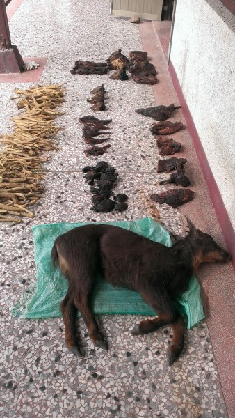 南投林管處與保警聯手查獲盜獵與盜採案件，起出保育動物等贓證物。（記者陳信仁翻攝）