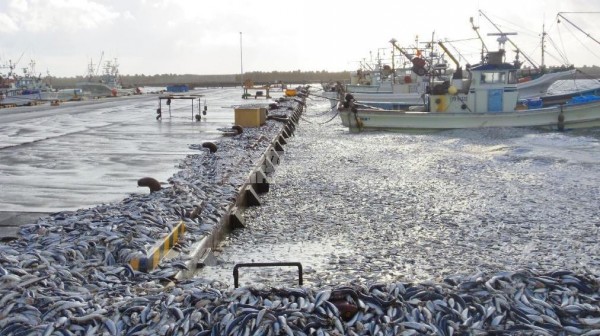 日本北海道發生罕見的魚群死亡情形，數量大到整個港口都被沙丁魚鋪滿。（圖擷自產經新聞）