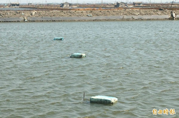 養殖業者用死魚充當養殖池底肥，部分業者擔心引發病變。（記者鄭旭凱攝）