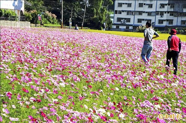 龜山鄉楓樹村中坑街農田，花海綻放。（記者鄭淑婷攝）