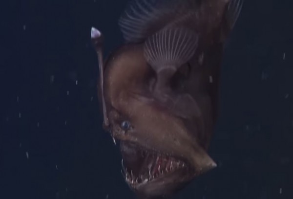 美國蒙特瑞灣水族館研究所近期在加州淺海水域罕見發現一隻活體雌性鮟鱇魚。（圖擷取自YouTube）