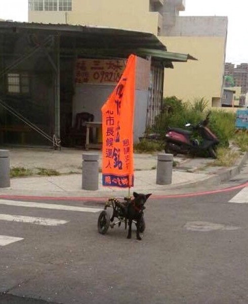 一隻坐著輪椅的小黑狗「黑妞」，因飼主擔心長期在外亂跑，會發生意外，便在輪椅上綁上一支竹北市長候選人何淦銘的旗幟，未料卻被民眾拍照上傳網路。（記者王駿杰翻攝）