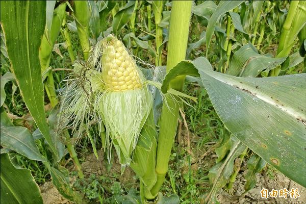 玉米達人指出，若剝開玉米葉投藥就無法復原，且會停止生長。（記者蔡宗勳攝）