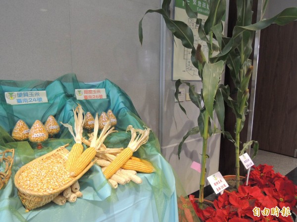 台南農改場長期輔導農友天然栽種，保障及提昇食用玉米的安全性與品質。（記者林孟婷攝）