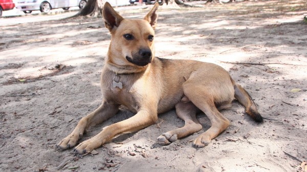 輔大明星校犬「元旦」上週六晚間在校園失蹤。（圖取自劉玉茹臉書）