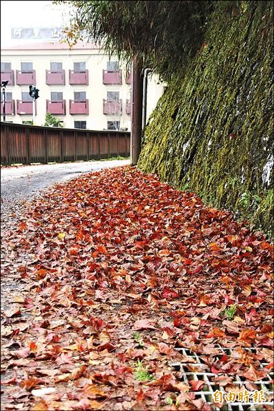 最近鋒面來襲，阿里山陰雨綿綿，紅色的楓葉都被打落在地。（記者林宜樟攝）