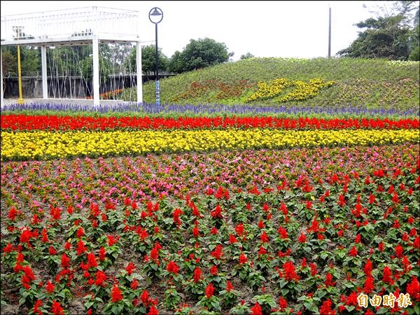 花蓮市公所即日起在國福養生園區舉行花海活動。（記者王錦義攝）