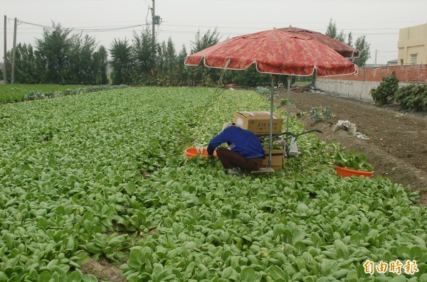 青江菜產地價格大跌，菜農自行採收、不敢雇工採摘。（記者鄭旭凱攝）