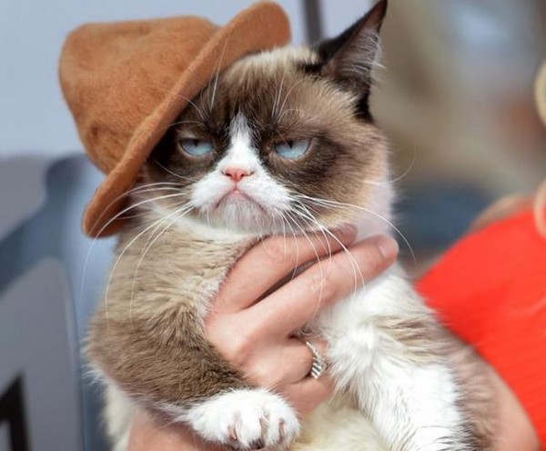 世界聞名的臭臉貓（Grumpy Cat）因憑著天生臭臉而爆紅。（圖取自Grumpy Cat臉書）