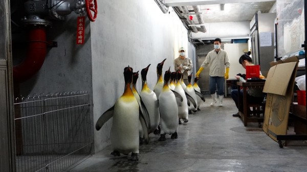 台北市立動物園企鵝館因進行工程，企鵝大軍首度大規模搬遷。（台北市立動物園提供）