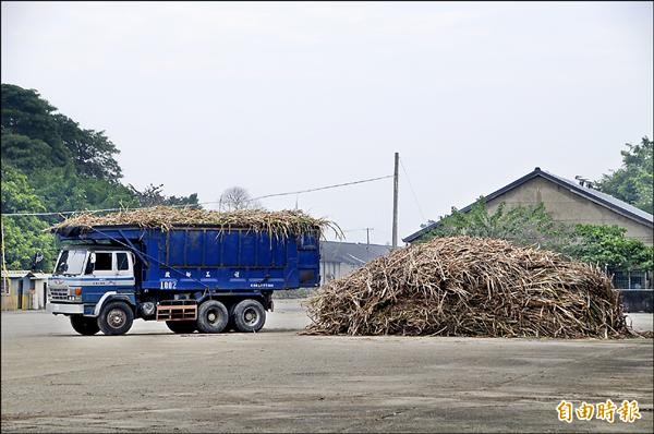 善糖製糖作業啟動，運蔗車陸續開進廠區。（記者吳俊鋒攝）