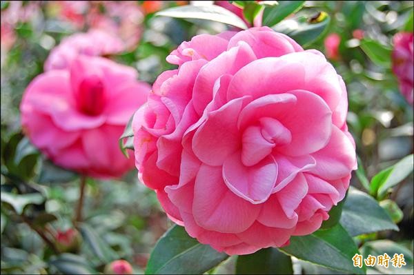 培育5新品種竹市茶花產銷班有成 地方 自由時報電子報