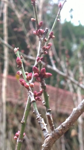 武陵農場紅花品種梅花含苞中，預計盛開時間為本月下旬開始。（圖擷取自武陵農場臉書專頁）