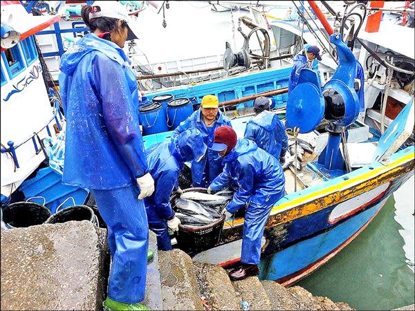 寒流報到，低溫加上風浪不大，讓淡水區沿岸漁港烏魚捕獲量大增，漁民開心搶撈「年終獎金」。（漁業處提供）