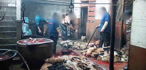 亞洲善待動物組織揭露中國工人剝狗皮過程，畫面血腥殘忍。（圖擷自PETA官網）