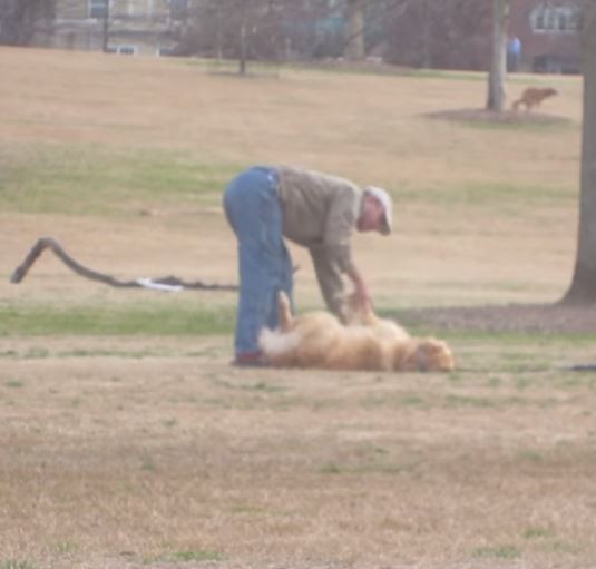 主人帶黃金獵犬到公園放鬆，不料牠竟當起懶骨頭不願肯起來，主人不管怎麼叫就是不動。（圖擷取自YouTube）