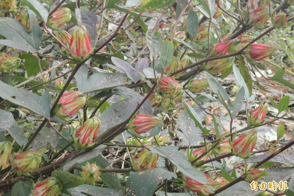 紅斑馬 洛神葵量產 生活 自由時報電子報