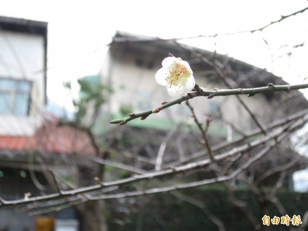 信義農會梅子夢工廠梅園的梅樹，零星早花已初綻放。（記者劉濱銓攝）