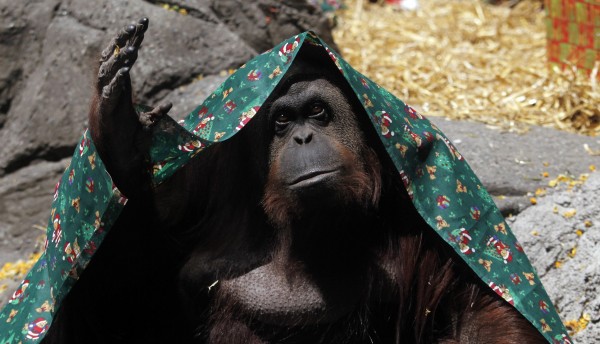 阿根廷法院日前判定布宜諾斯艾利斯動物園裡的紅毛猩猩珊卓是遭非法剝奪自由的「非人類的人」，牠可以離開動物園，送往庇護所度過餘生。（路透）