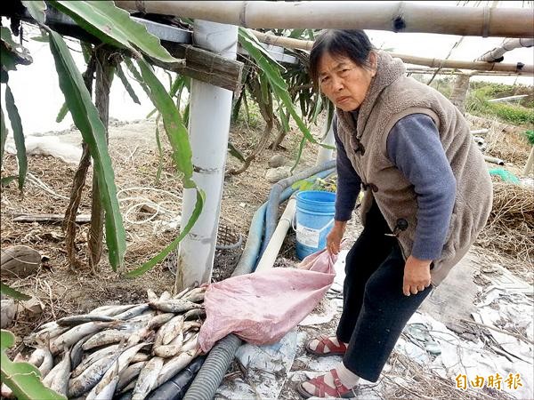 漁民打撈一布袋的死魚，看著心血泡湯，欲哭無淚。（記者蔡文居攝）