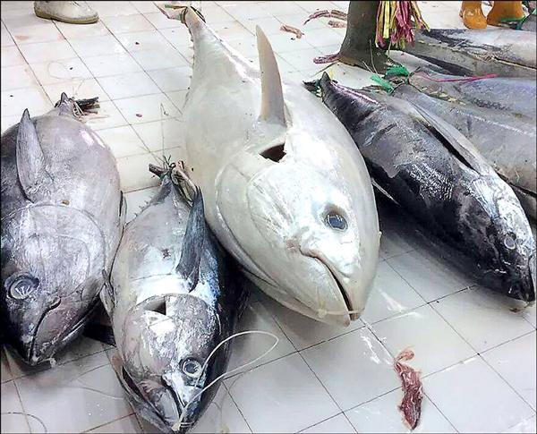 全球首見 台灣渔民捕獲薔薇白眼鮫 白子 生活 自由時報電子報