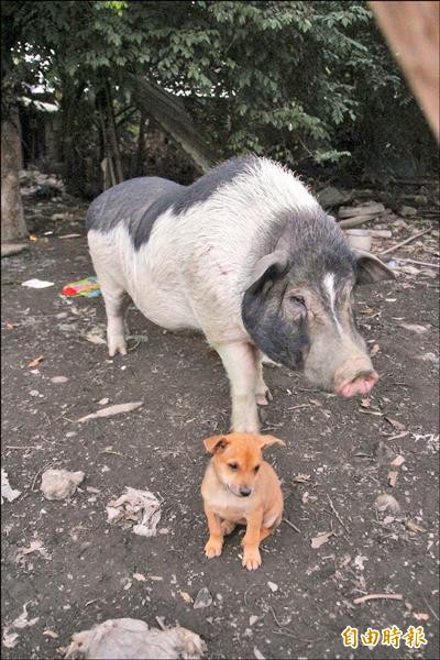 主人養新小狗來帶路。（記者陳彥廷攝）