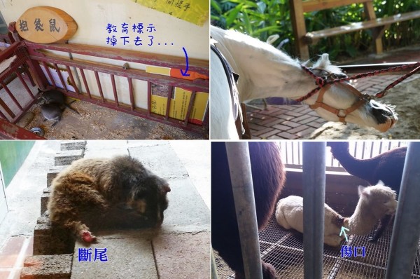 台灣防止虐待動物協會和台灣動物平權促進會日前調查全台灣36家動物展演所，天馬牧場被評為環境最惡劣之首。（照片擷自台灣動物新聞網）