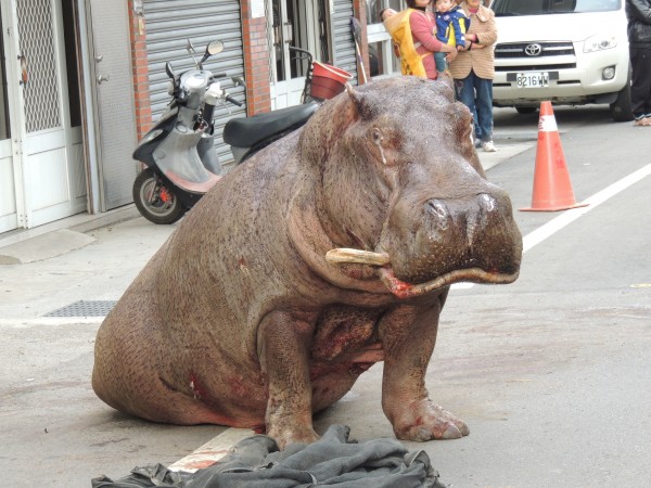 阿河重摔2天後不幸離世，讓許多民眾相當不捨，台北市立動物園表示，因阿河身上的傷口潰爛嚴重，研判不適合做為標本。（資料照，記者蔡政珉攝）