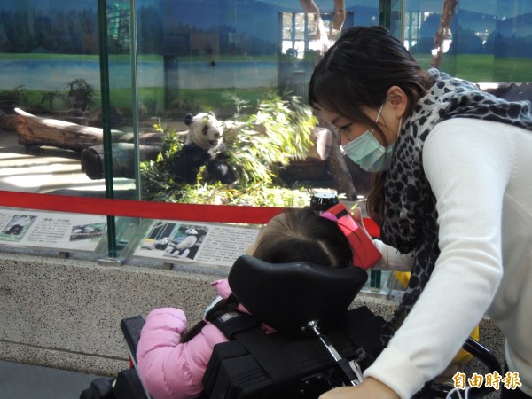 生命小鬥士珣珣今到動物園看熊貓（圖為團團），一圓心願。（記者葉冠妤攝）