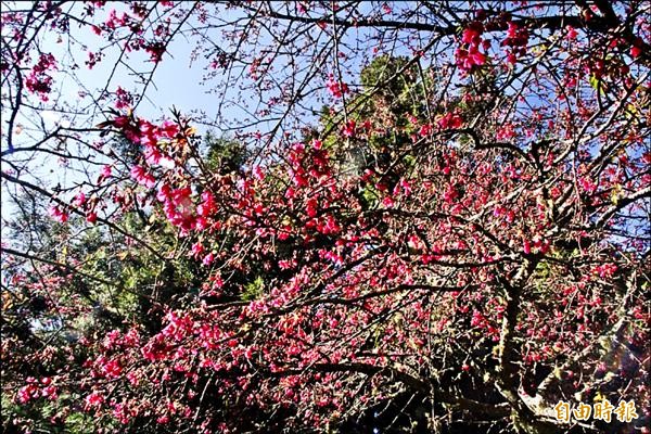 阿里山公路上的山櫻花在山間朵朵綻放，姿態相當美麗，讓遊客大呼「春神來了！」。（記者林宜樟攝）