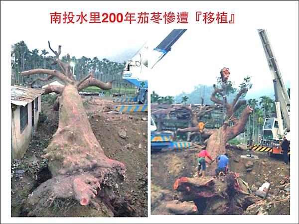 二棵茄苳樹被移植時，遭砍斷樹枝、樹根，民眾痛批粗暴。（記者劉濱銓翻攝自台灣護樹團體聯盟臉書）