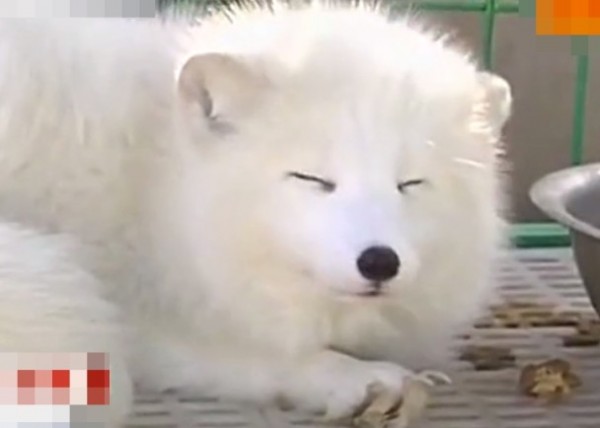 中國安徽省合肥一名男子發現，養了兩星期的狗狗（圖），根本不是哈士奇，而是一隻「白狐狸」。（圖取自東網）
