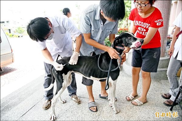 今年動物傳染病防治條例修法，飼主未幫家中犬貓施打狂犬病疫苗者，可依動物傳染病防治條例開罰3至15萬元；動保防疫處也提醒飼主，每年都須接種狂犬病疫苗，才有防護力。（記者蔡淑媛攝）