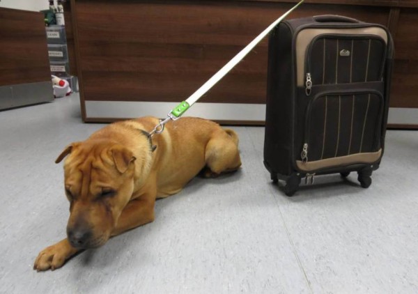 蘇格蘭有一隻混種沙皮狗遭遺棄在火車站，旁邊有一卡行李箱，裝滿了他的家當。蘇格蘭防止虐待動物協會（The Scottish SPCA）將牠安置後，表示希望能快點聯繫到主人，並對網路買賣動物行為感到憂心。（圖擷取自英國《都市報》）