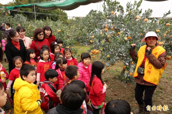 茂谷柑盛產 近千名幼童茂谷柑園生態教學 - 社會 - 自由時報電子報